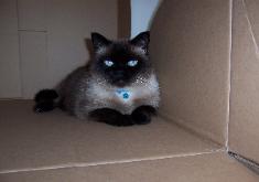 Price was adopted from the no-kill shelter in Hayward.